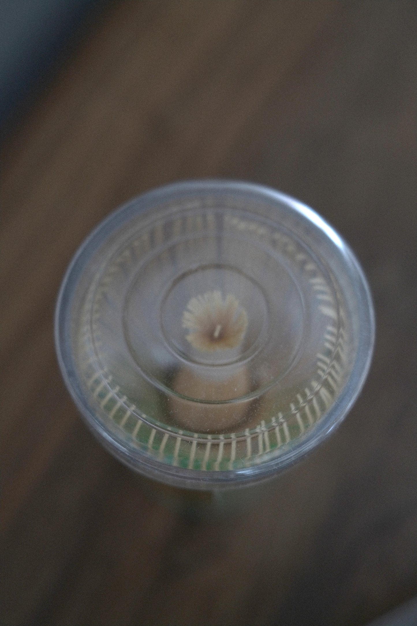 Matcha Bamboo Whisk (chasen)